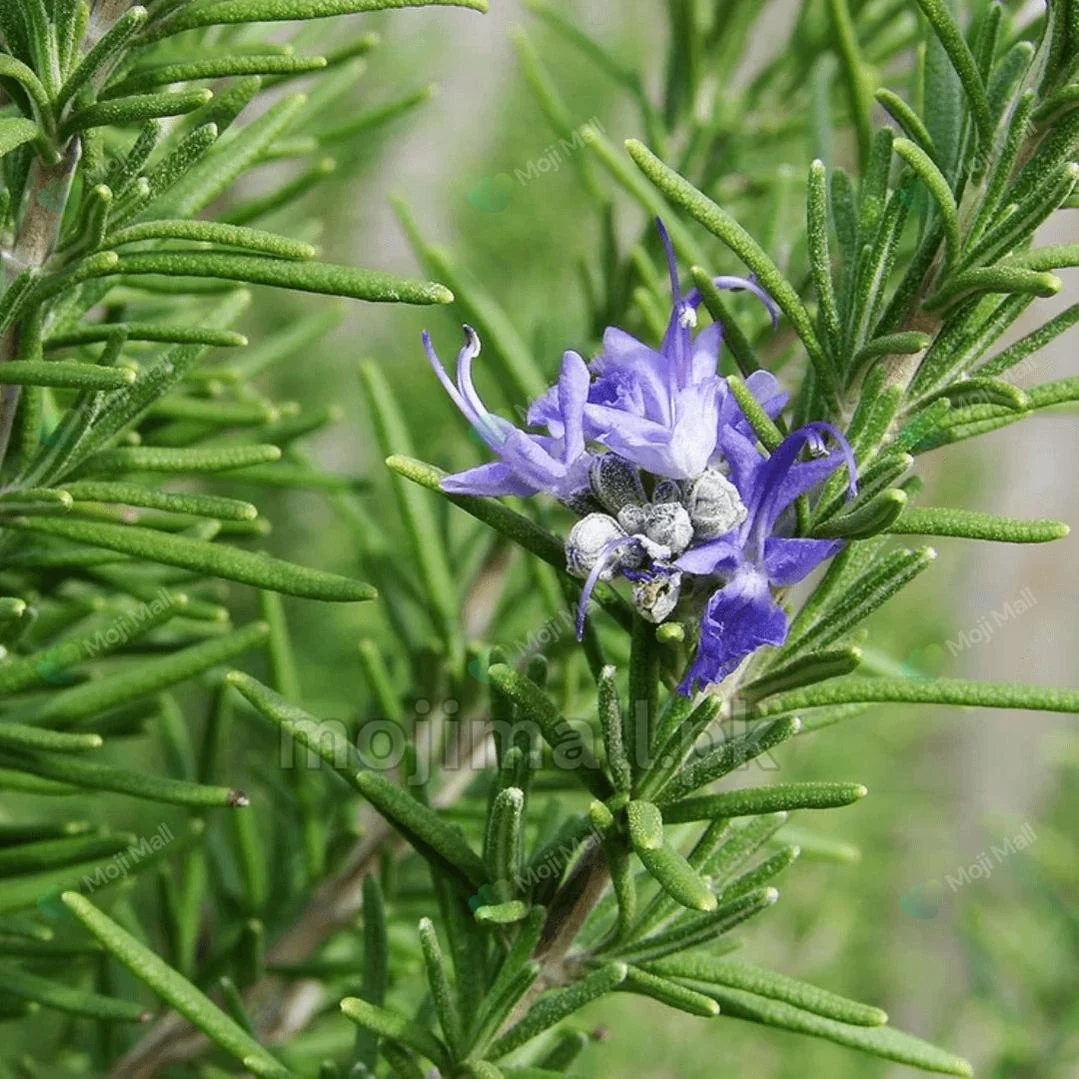 Rosemary-Seeds Rosemary - Image 1
